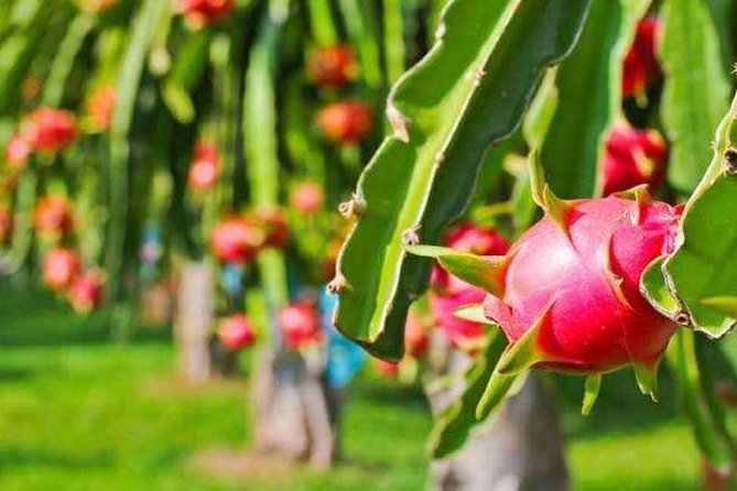 Zhujiajiao Water Town Private Tour with Local Farm Visit and Fruit Picking - Is $170 per person fair value?