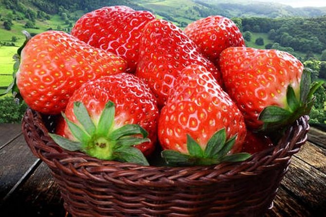 Zhujiajiao Water Town Private Tour with Local Farm Visit and Fruit Picking - Who will enjoy this private Shanghai tour most?