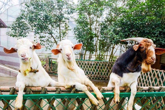 Zhujiajiao Water Town Private Tour with Local Farm Visit and Fruit Picking - Practical details before you book