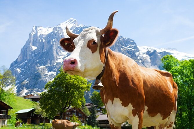 Zurich: Chocolarium and Appenzeller Schaukäserei Tour - Key points to know before you book